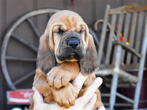 Free download Beautiful bloodhound puppy in the hands of owner ...