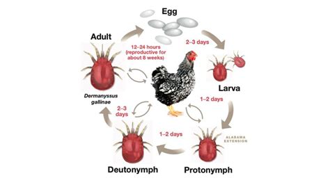 Poultry Red Mites: Identification, Prevention, and Treatment - Alabama Cooperative Extension System