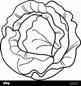 Cabbage Drawing Coloring Pages sketch template