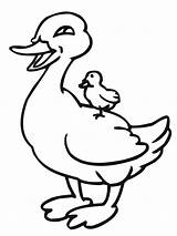 Duck And Duckling Coloring Pages sketch template