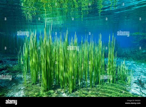 Aquatic plants in River Black Drim, Albania, Eastern Europe, May Stock Photo: 71433794 - Alamy