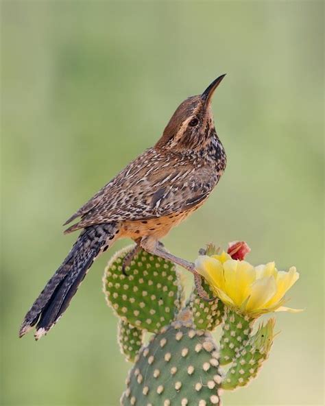 Cactus Wren/Troglodyte des Cactus/Campylorhynchus brunneicapillus ...