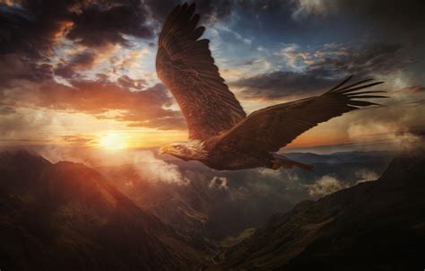 Flying Eagles Wallpaper