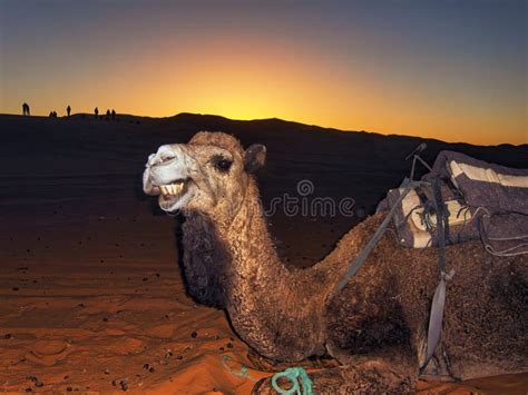 Camel in Sahara Desert stock photo. Image of nature, tourism - 55448710