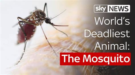 The Mosquito: The World's Deadliest Animal - YouTube