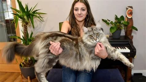 À 1 an, ce chat mesure déjà une taille record et pourrait devenir le plus grand chat du monde