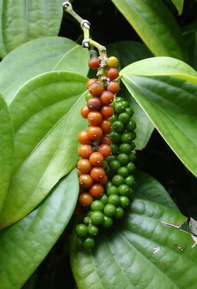 How to Grow Black Pepper Plant | Growing Peppercorn