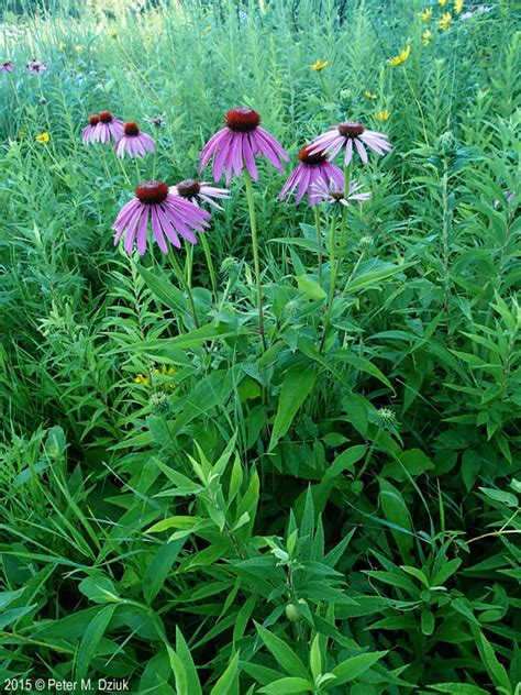 Echinacea purpurea (Eastern Purple Coneflower): Minnesota Wildflowers