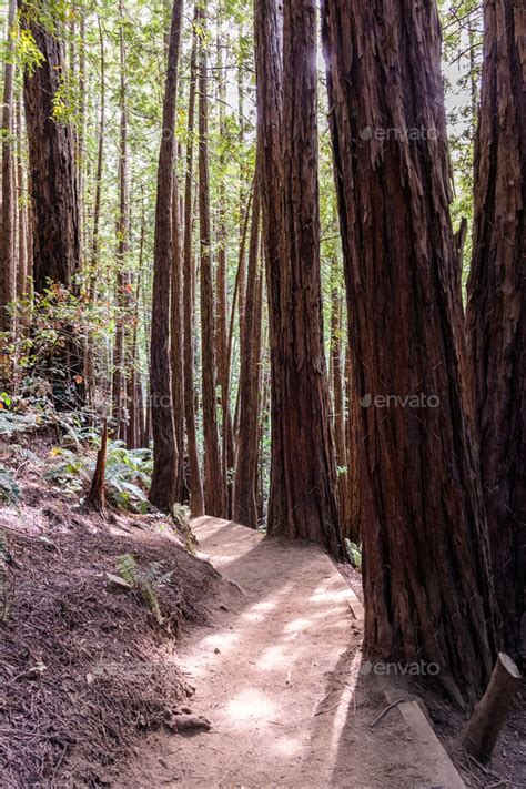 Hiking trail through a redwood forest Stock Photo by SundryPhotography