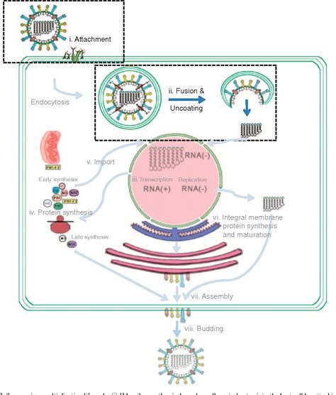 Figure 1 from Molecular basis of the structure and function of H1 hemagglutinin of influenza ...