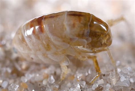 Sand Flea Bites & Control: Sand Fleas in New England