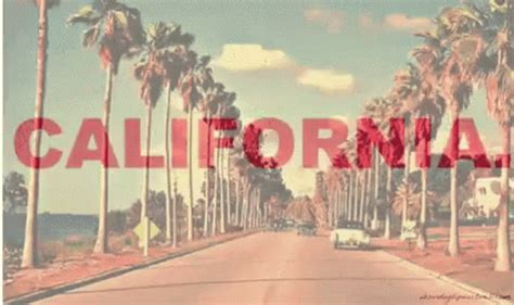 California Palm Trees GIF | GIFDB.com