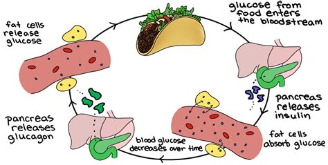 Maintain Stable Internal Environment (Homeostasis) - Expii