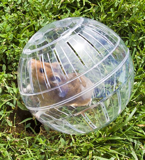 Best Hamster Ball For Syrian, Dwarf and Robo Hamsters