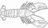 Free Lobster Coloring Page sketch template