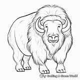 Musk Ox Coloring Pages  Free & Printable sketch template
