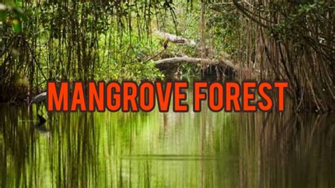 Mangrove Forest Kayaking | Bird watching | Pondicherry - Paradise for ...