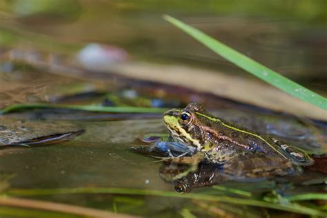 Free picture: wildlife, amphibian, water, frog, nature, eye, natural ...