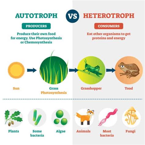 Difference between autotrophic nutrition and heterotrophic nutrition ...