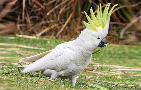 Cockatoo Names - Petnamee