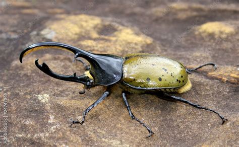 nashorn käfer Stock Photo | Adobe Stock