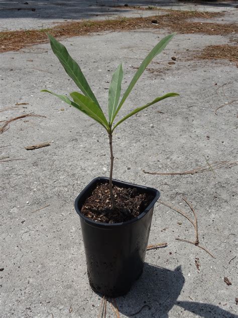 Yellow Trumpet Tree Tabebuia Aurea Caraiba Seedling 4 - Etsy