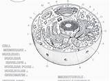 Printable Cell Coloring Page sketch template