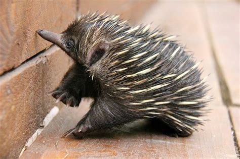 Baby Echidna (13 pics)