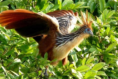 The National Bird of Guyana - Hoatzin