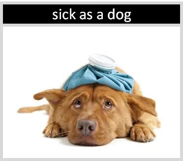 "Sick as a Dog" | Origin and Meaning