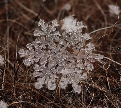 Snowflakes Macro Photography – Fubiz Media