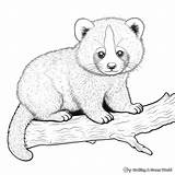 Red Panda Coloring Pages  Free & Printable sketch template