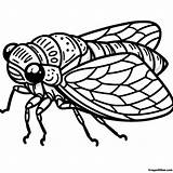 Cicada Coloring Pages Free Printable For Kids And Adults sketch template