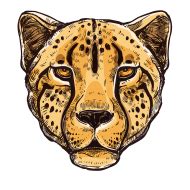 Cheetah Png image with transparent background for free, Cheetah, (26) - Photo #5007 - Pngdow ...