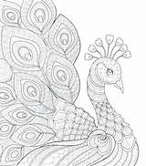 Peacock Coloring Sheets Printable Pages sketch template