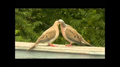 Love Doves - YouTube