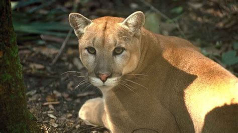 How restoring the Everglades can save the Florida panther and our home | The Invading Sea