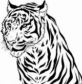 Tiger Coloring Page » Turkau sketch template