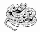 Species Of Snake Coloring Pages sketch template