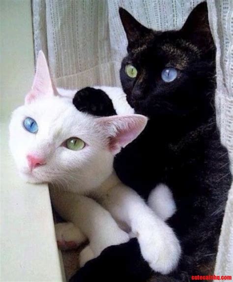 Heterochromia | Cute cats HQ - Pictures of cute cats and kittens Free ...