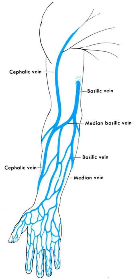 Anatomy Of The Veins In The Arm | MedicineBTG.com