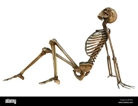 3D digital render of an old human sitting skeleton isolated on white background Stock Photo - Alamy