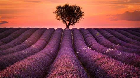 Lavender Fields Wallpaper