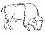 Dibujos Para Colorear Bisonte Animales – E  sketch template