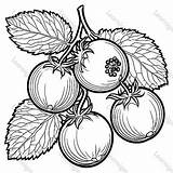 Gooseberry  Coloring Pages Learnigma sketch template