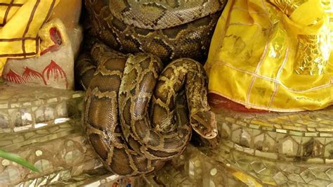 Penang Snake Temple, Bayan Lepas Malaysia