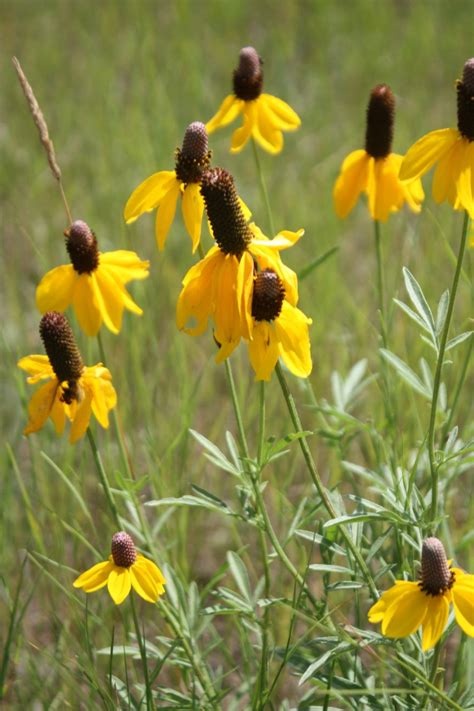 Buy prairie coneflower seeds and grow wildflowers in your prairie ...