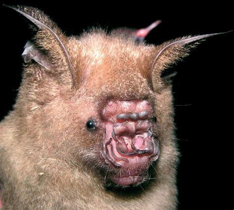 30 Species Of Bats That Look Too Bizarre To Be Considered Bats | Bored Panda