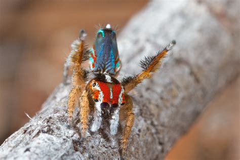 _MG_8487 (1) peacock spider Maratus linnaei | youtu.be/Dlcql… | Flickr