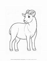 Goat Coloring Page sketch template